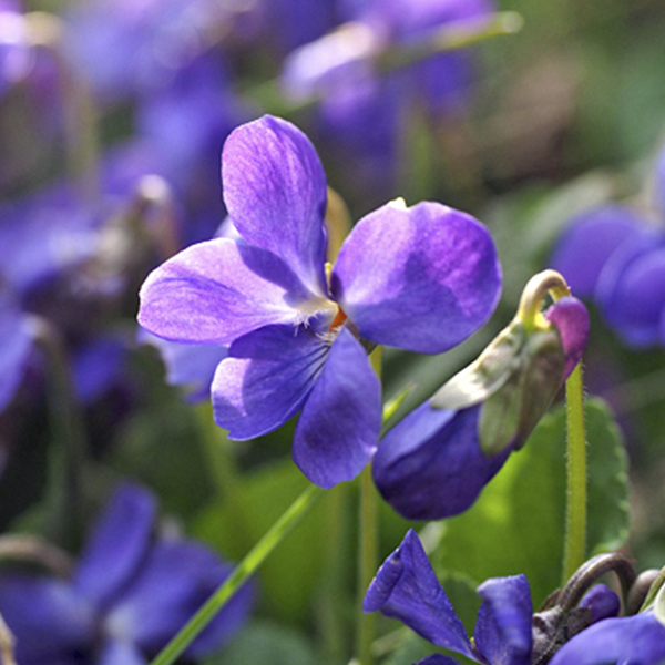 Flores violetas de Viola odorata